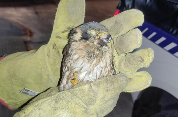 Apareció un pichón de halcón en Nueva Córdoba | Córdoba