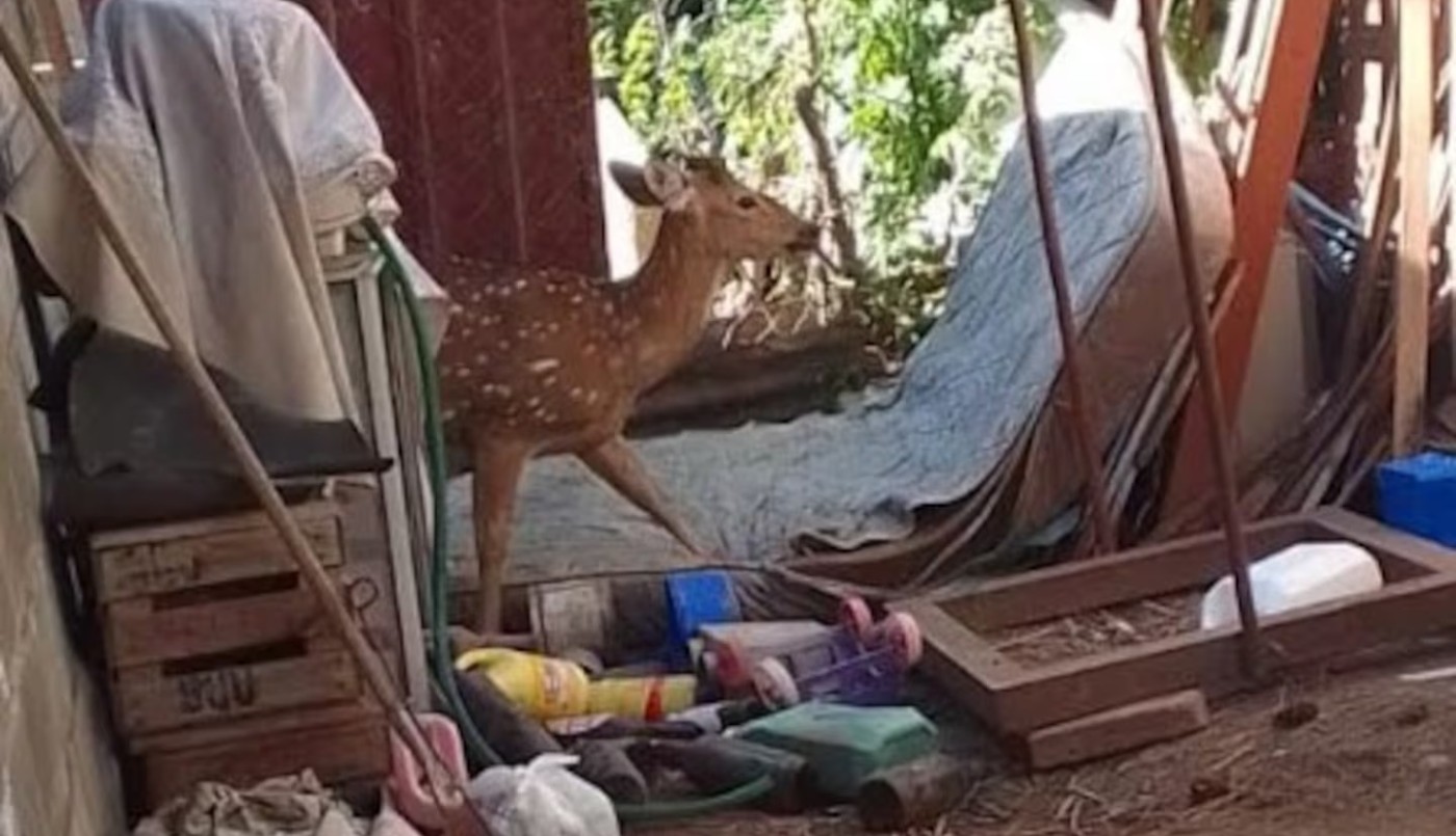 Villa María: un vecino salió al patio de su casa y se encontró con un ciervo | Córdoba