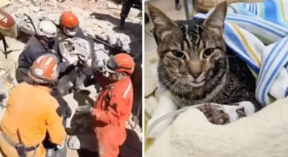 Emoción en Villa Gesell: rescataron a la gata de Nahuel Stefanic, una de las víctimas por el derrumbe | Actualidad