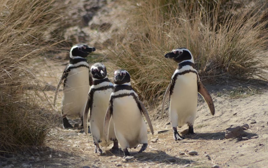 Juicio histórico: condenaron al acusado de la matanza de pingüinos en Punta Tombo | Espectáculos