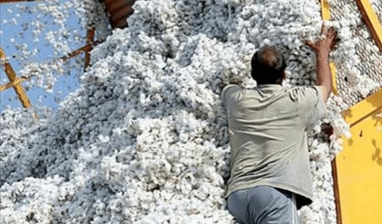 Algodonera del grupo Vicentin se presentó en concurso de acreedores | Política y economía