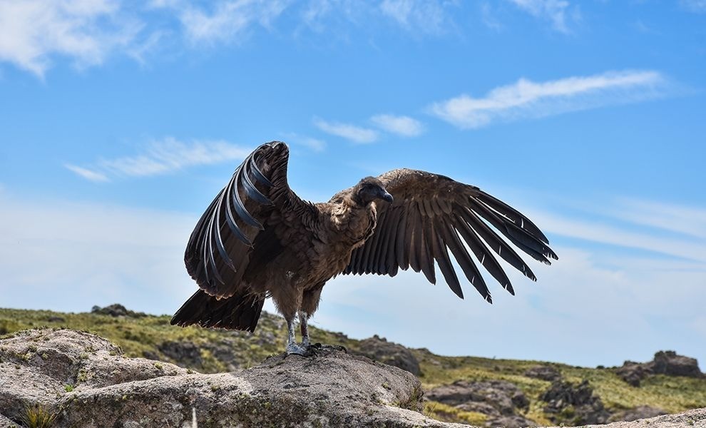 Liberaron un cóndor andino joven con rastreador | Córdoba