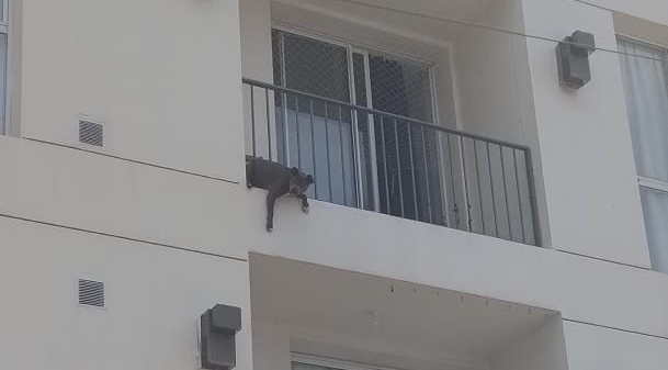 Córdoba: rescataron a un perro que quedó atrapado en las rejas de un balcón | Córdoba