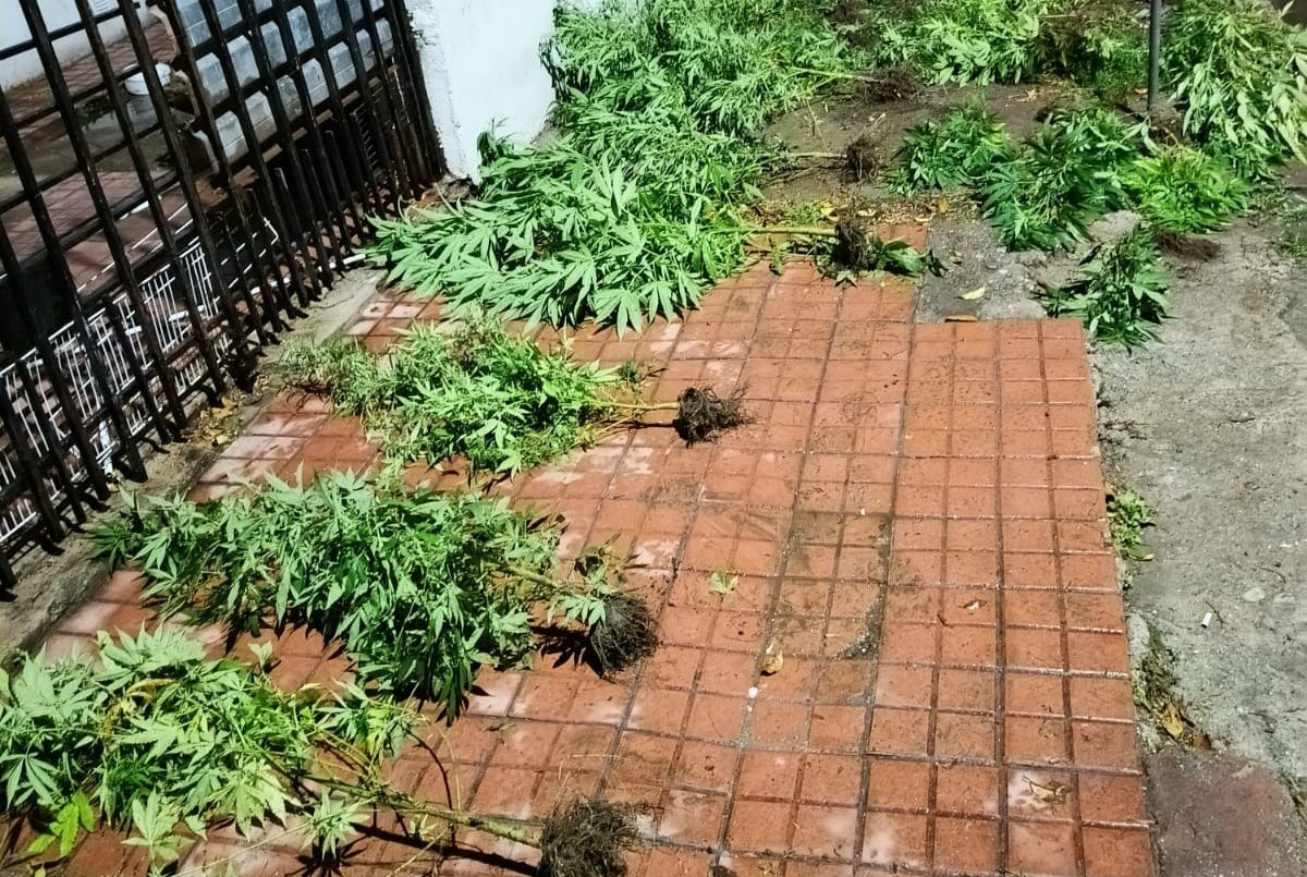 Discutió con su pareja y lo denunció por tener plantas de marihuana en su casa: los detuvieron a los dos | Córdoba
