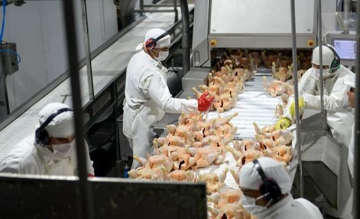 La principal avícola del país se declaró en crisis y busca reducir salarios o despedir 700 empleados | Política y economía