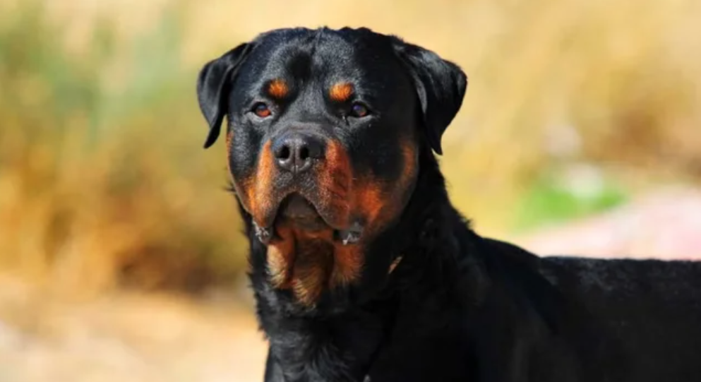 Nena de 3 años fue atacada por un perro rottweiler y está hospitalizada | Córdoba