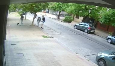 Horror en La Plata: después del brindis de Año Nuevo, desalmados revolean por el aire a un gato para divertirse | Actualidad