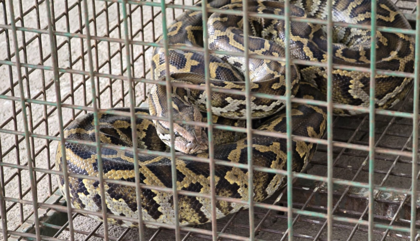 Córdoba: apareció una serpiente pitón en el patio de una casa | Córdoba