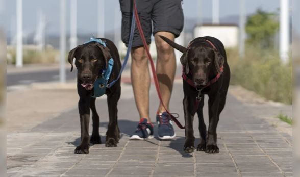 Habilitan pagar las multas por infracciones de tránsito paseando perros: dónde | Internacionales