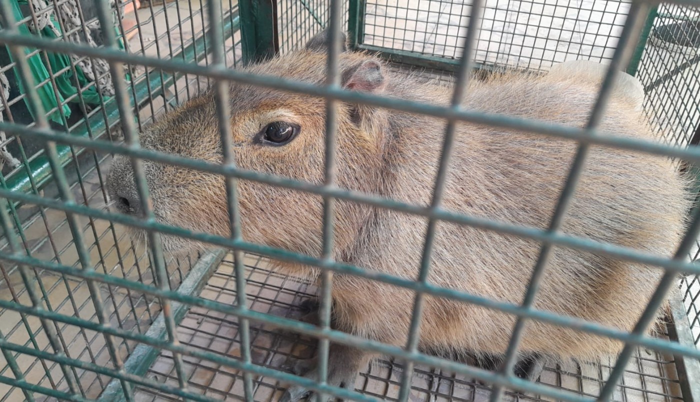 Rescataron a un carpincho y dos aves de distintas casas en Córdoba | Córdoba