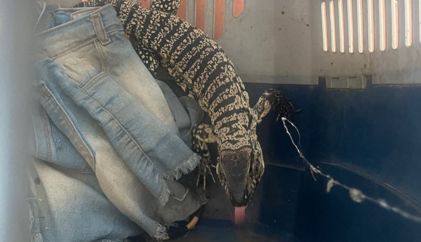 Capturaron a dos lagartos en la ciudad de Córdoba | Córdoba