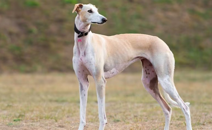 Condenaron a dos hombres y los someterán a tratamiento psicológico por matar a un perro | Córdoba