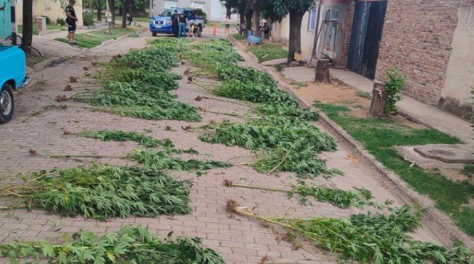 Una denuncia por maltrato animal destapó una plantación de marihuana en Monte Buey | Córdoba