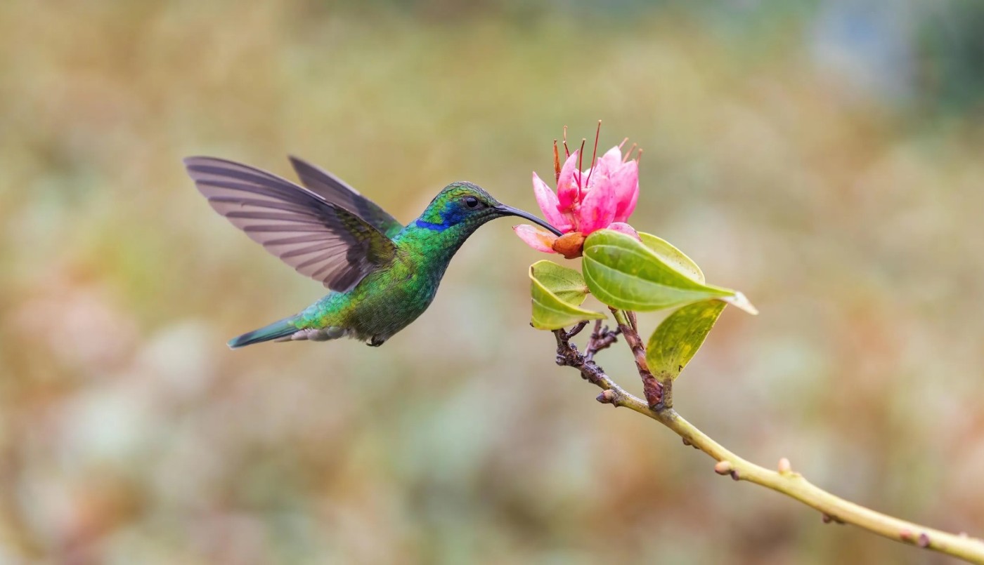 ¿Cuáles son las 4 leyendas más conocidas sobre el colibrí? | Curiosidades