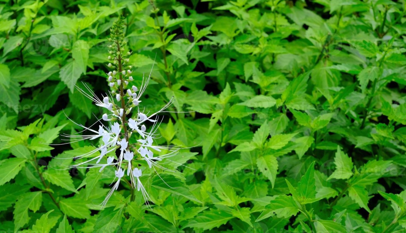 Qué hierba tenés que usar para limpiar los riñones | Curiosidades
