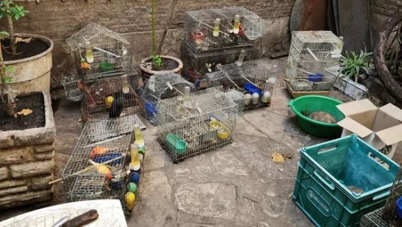 Los canarios, declarados sujetos de derecho en la Ciudad | Actualidad