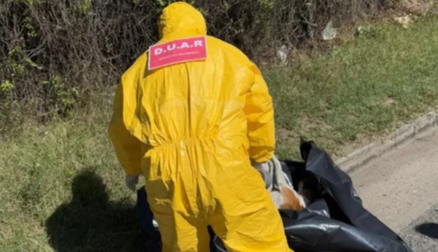 "Convulsionó por 10 segundos y murió": mataron a un perro de un tiro en plena vía pública en Córdoba | Córdoba