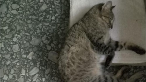 Maltrato animal: denuncia que una vecina le pegó un palazo a su gata y evalúan sacrificarla | Actualidad