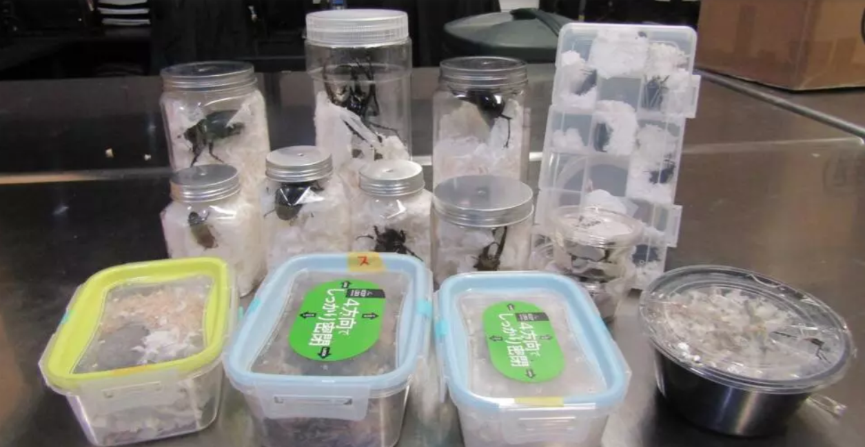 Descubren escarabajos vivos contrabandeados en golosinas japonesas | Internacionales