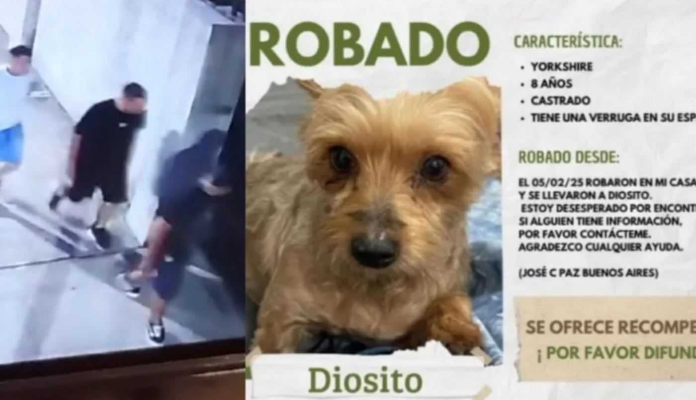 Asaltaron una casa y golpearon a la dueña que podría perder un ojo: además le robaron el perro | Actualidad