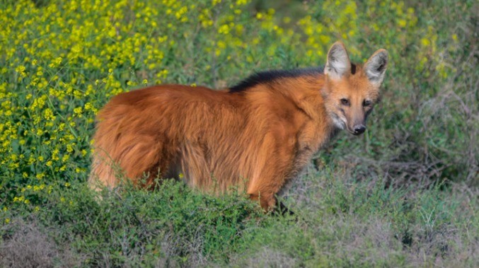 Un aguará guazú murió atropellado en la zona de Ansenuza | Córdoba