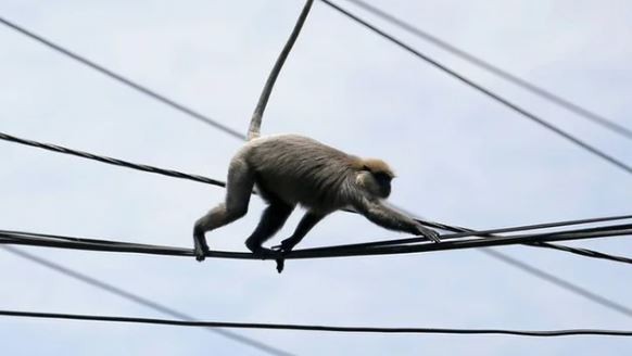Insólito: un mono dejó sin luz a 23 millones de personas | Internacionales