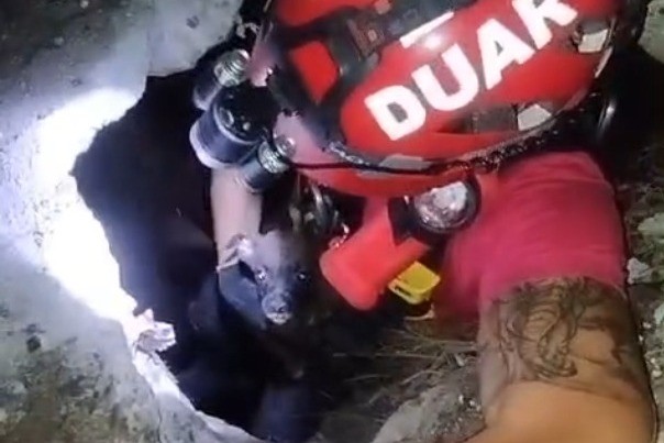 Video: bomberos rescataron a un perro que cayó a un pozo de 10 metros | Córdoba