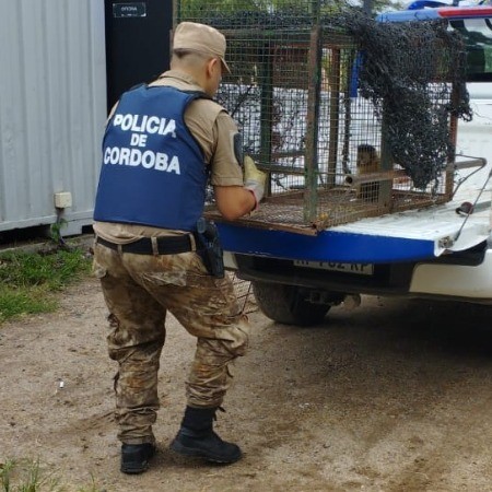 Rescataron a un mono capuchino que sufrió una descarga eléctrica | Córdoba