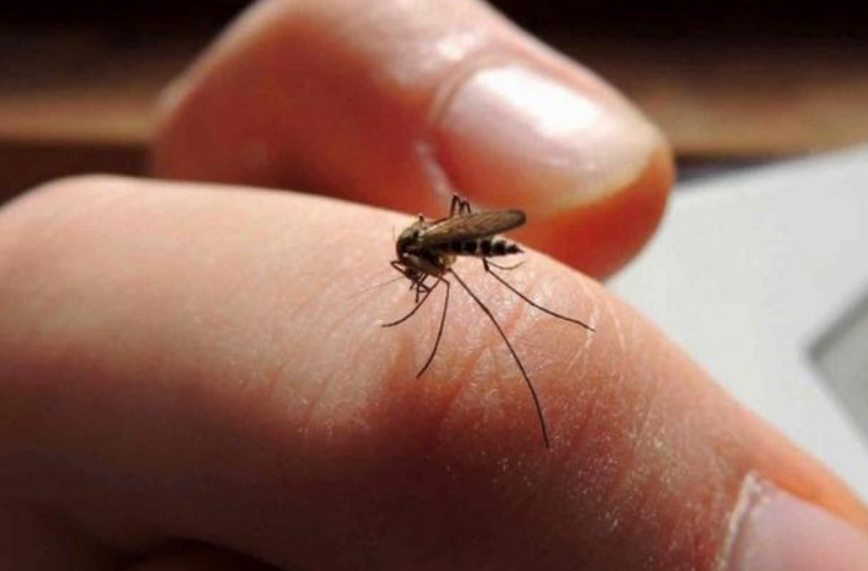 Aumento de casos de dengue debido a la ola de calor | Córdoba