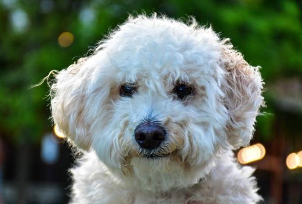 Trató de proteger a su caniche de un pitbull, perdió un dedo y deberán pagarle 3 millones | Córdoba