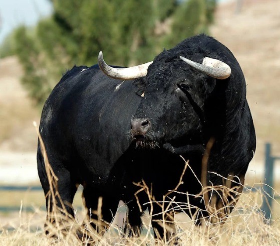 Un toro atacó ferozmente a un trabajador y le fracturó tres costillas | Córdoba