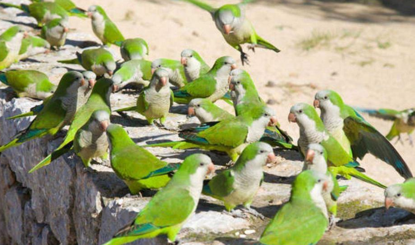 Aumento de loras en Córdoba genera inquietud entre los vecinos | Córdoba