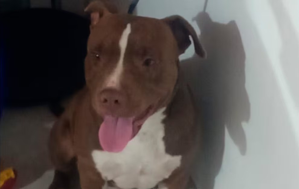 Una mujer de 72 años fue atacada por un pitbull en plena vía pública: está internada con graves lesiones | Córdoba