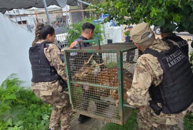 Video: un ciervo suelto por Nueva Córdoba | Córdoba