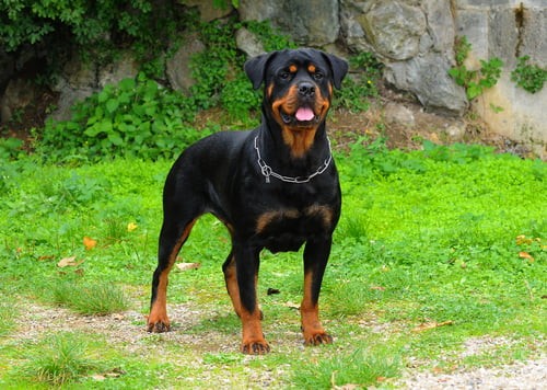 Un rottweiler atacó a un hombre de 81 años | Córdoba