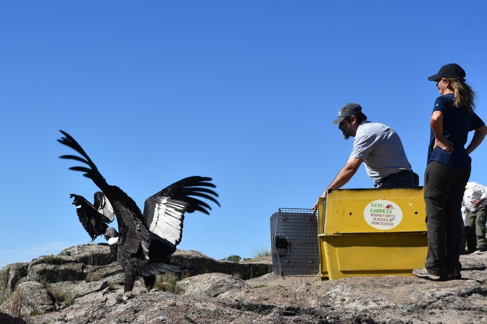 Liberaron dos cóndores con rastreador satelital | Córdoba