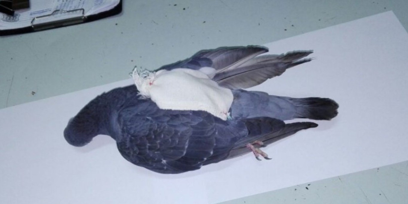 Penal de Coronda: encontraron una paloma con una bolsa atada a una de sus patas | Actualidad