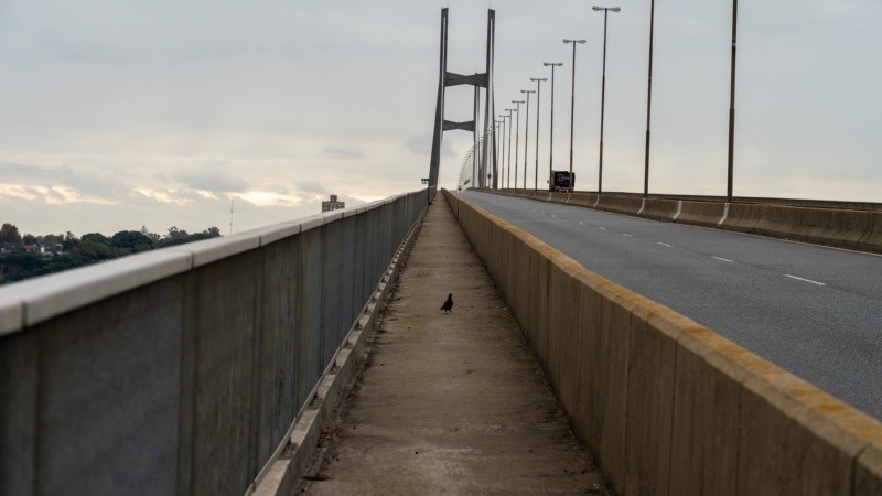 Exigen un pasafauna en el puente Rosario-Victoria | Actualidad