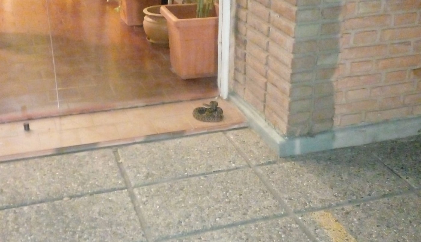 Capturaron una serpiente en una escuela de Córdoba | Córdoba