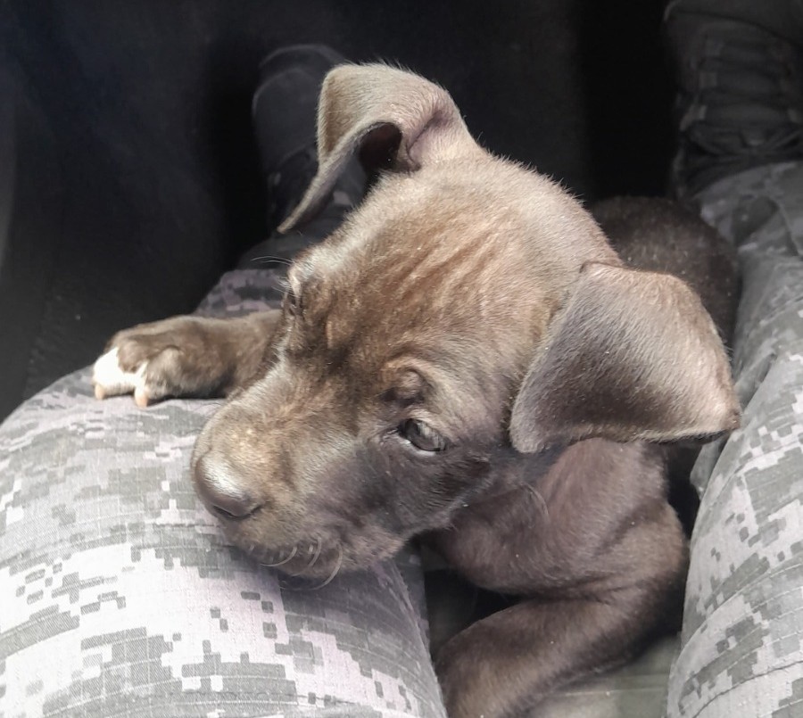 Un delincuente robó dos cachorros pitbull y quedó detenido | Córdoba