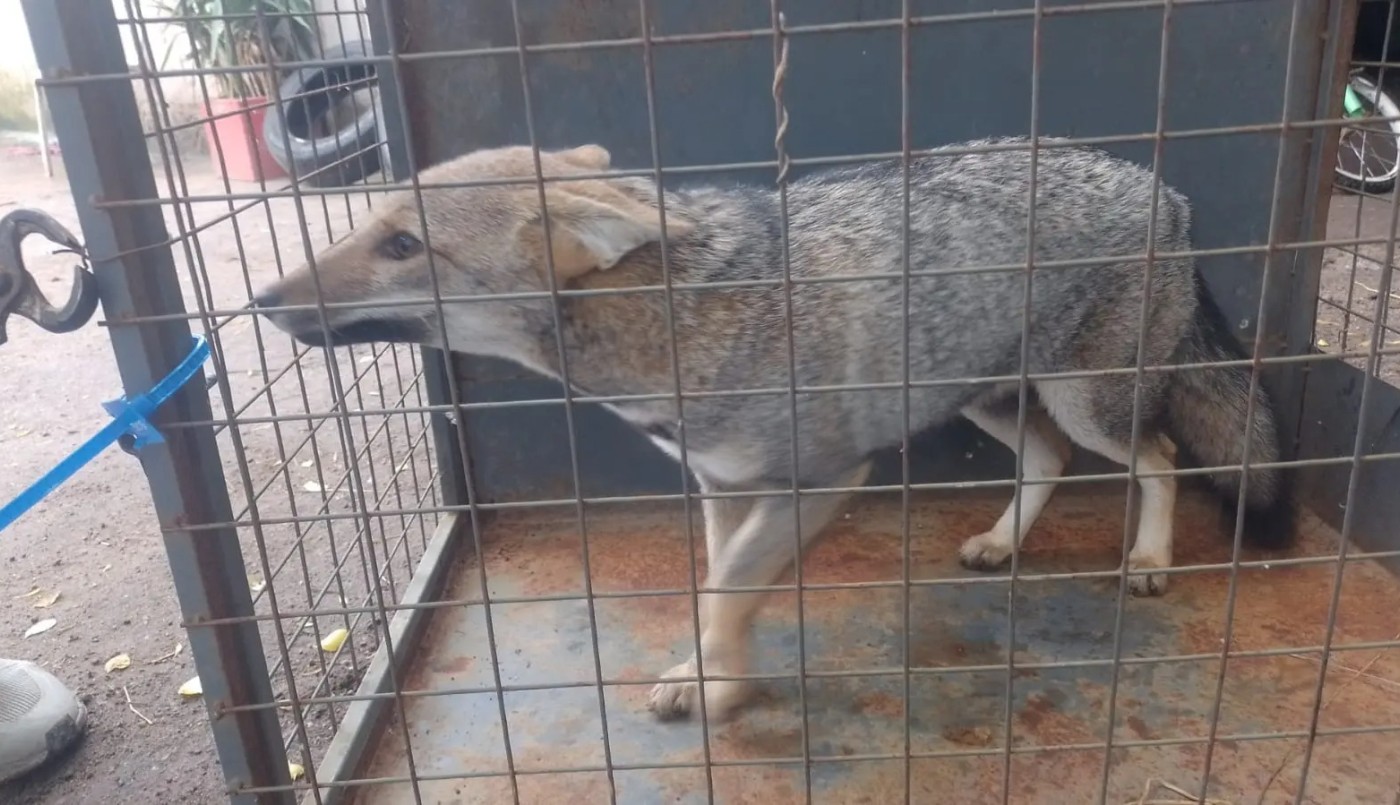 Rescataron a un cachorro de zorro en un allanamiento | Córdoba