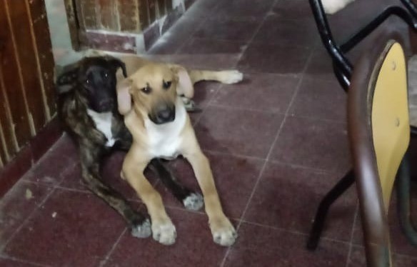 Una familia necesita dar en adopción a sus perros: el padre perdió una pierna y ya no pueden cuidarlos | Córdoba
