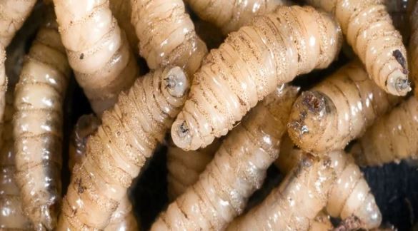 Estados Unidos suspende la importación de ganado mexicano por la amenaza del "gusano barrenador" | Internacionales