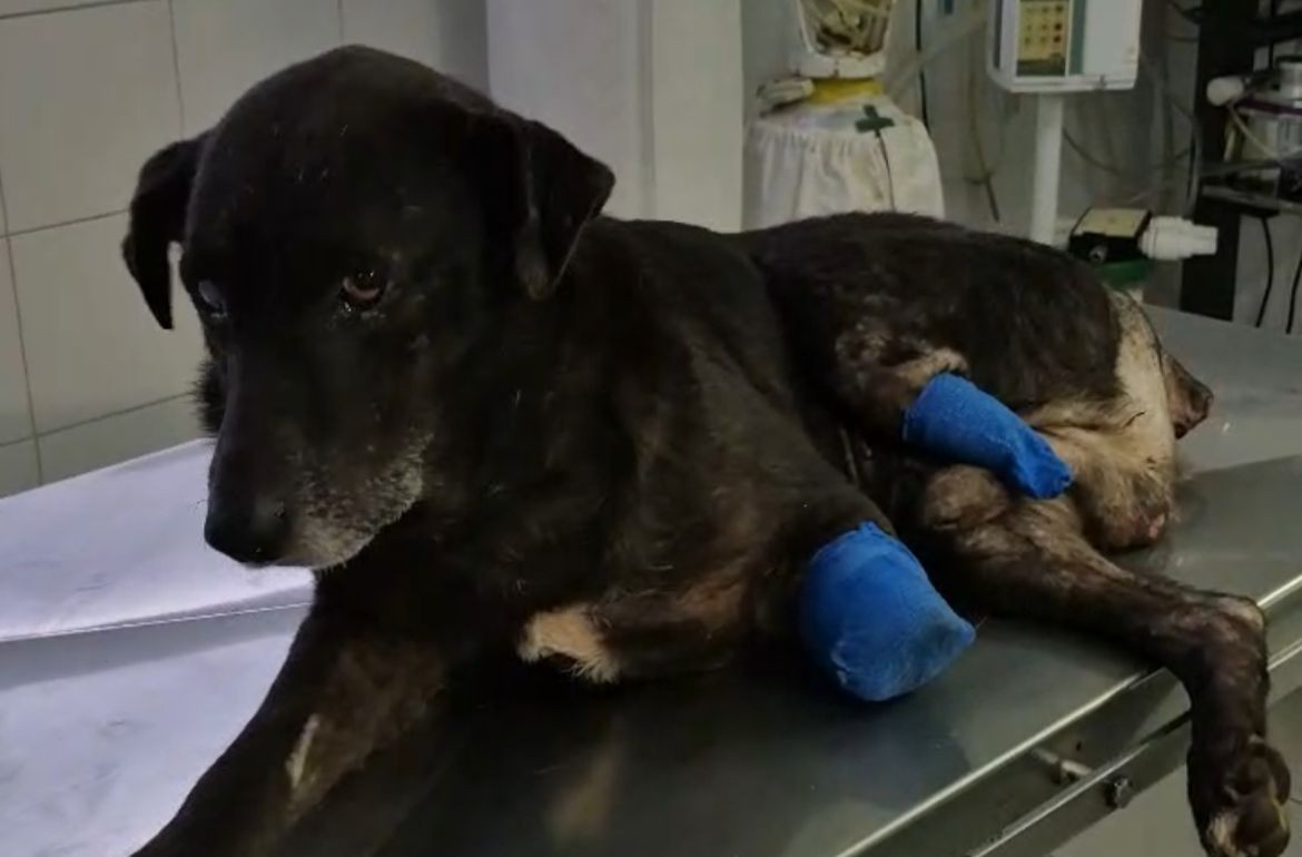 Maltrato animal: le amputaron dos patas a un perro y apuntan a una pelea vecinal en Rosario | Actualidad