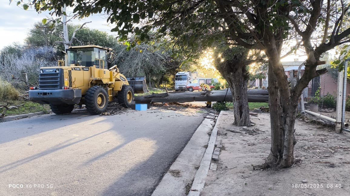 Tragedia en el interior de Córdoba: un árbol aplastó a un un motociclista en medio de la alerta meteorológica | Córdoba