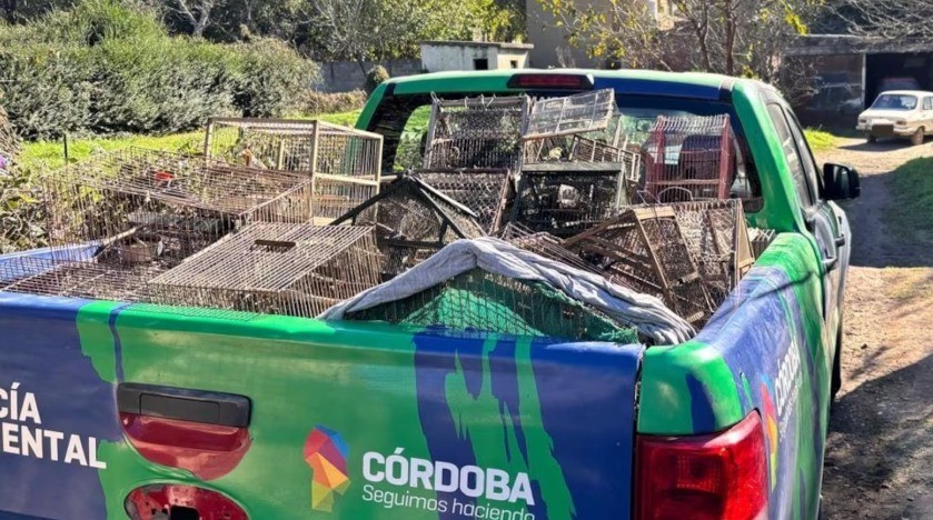 Santa Rosa de Calamuchita: secuestraron casi 100 aves exóticas en cautiverio | Córdoba