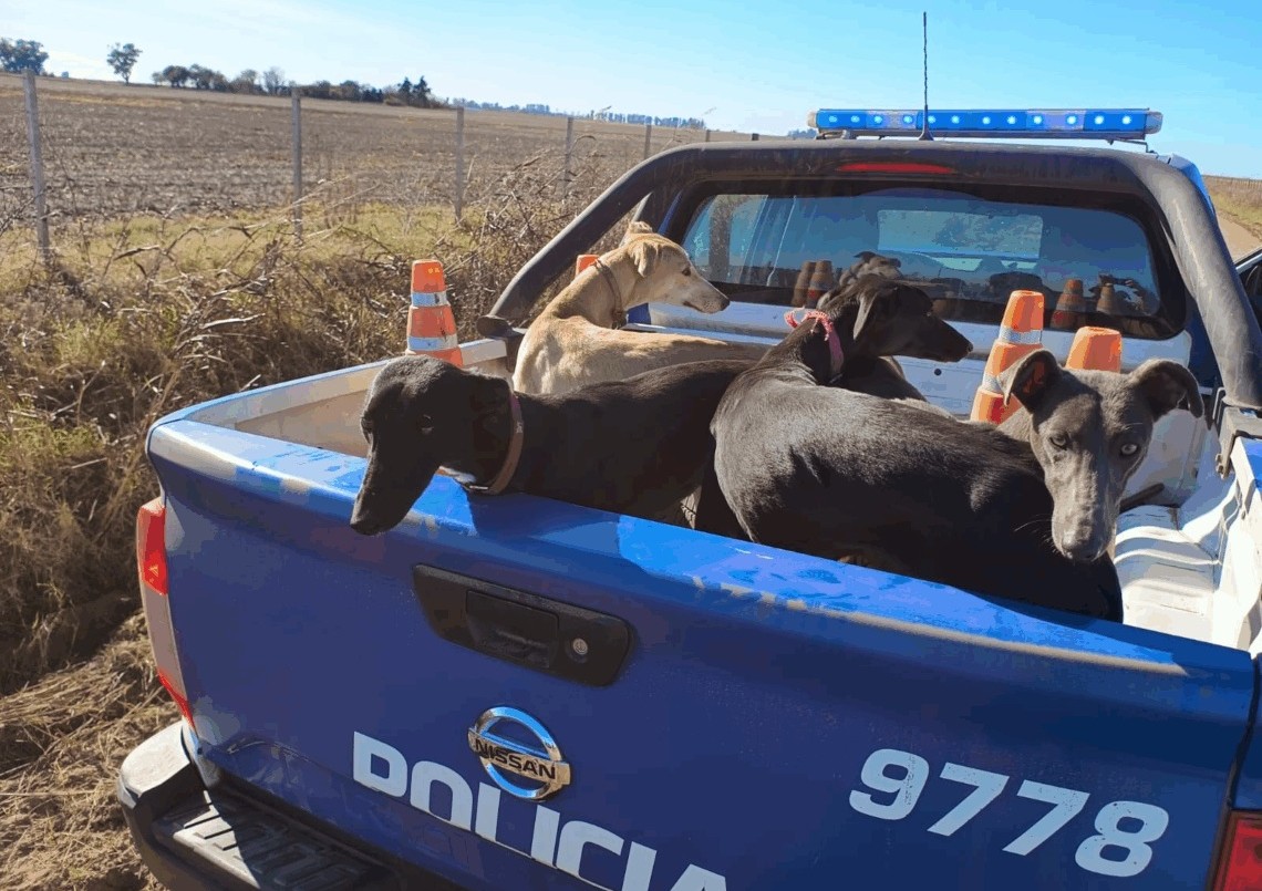 Rescataron a 70 galgos que eran utilizados para cazar | Córdoba