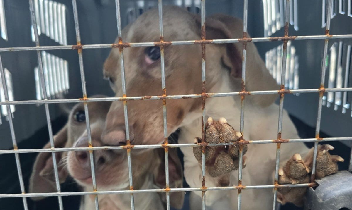 Jesús María: desarticularon un criadero clandestino con 30 perros de raza en condiciones deplorables | Córdoba