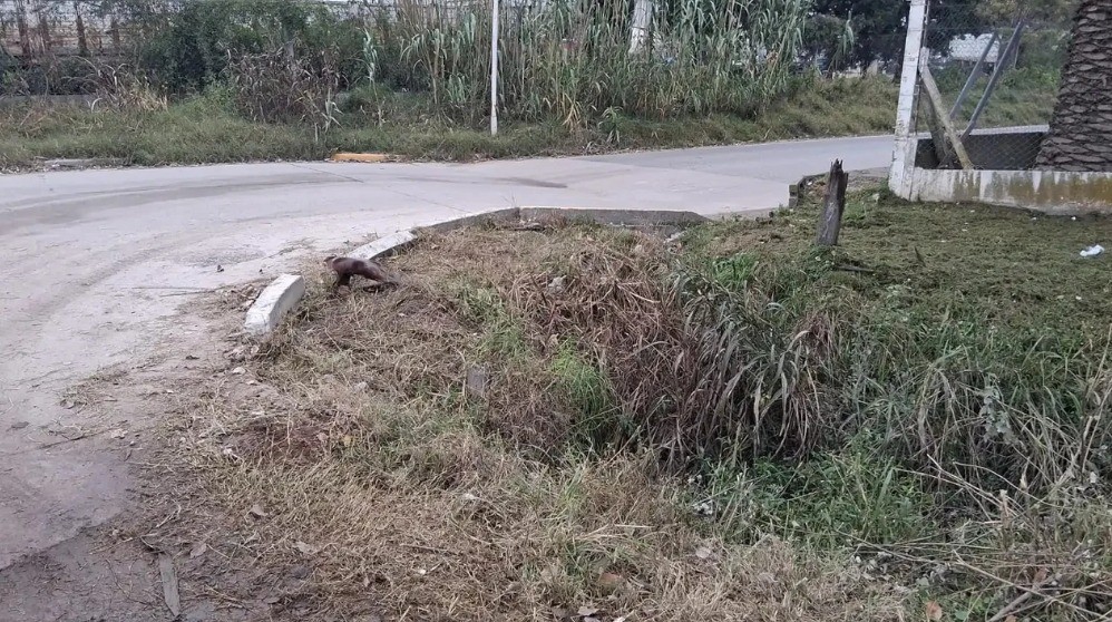 Villa Nueva: murió una mujer tras ser encontrada en un desagüe con signos vitales débiles | Córdoba