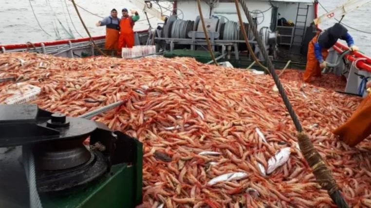 Argentina importará miles de toneladas de langostino para atenuar la crisis pesquera | Política y economía